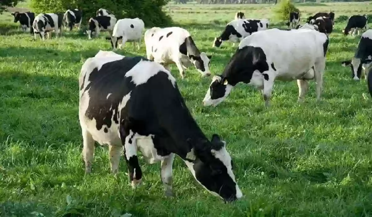  دعم المواشي بالسجل المدني