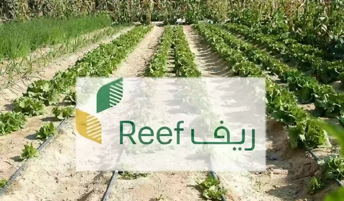 شروط القبول في دعم ريف